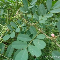 Indigofera tinctoria L.